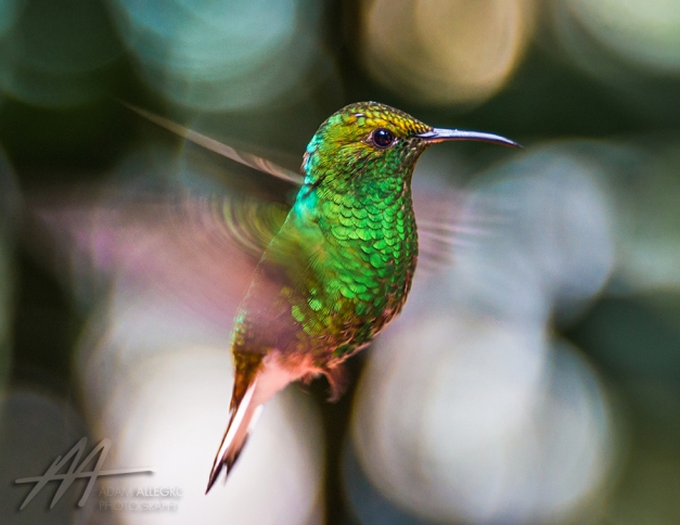 Hummingbird-in-Monteverde